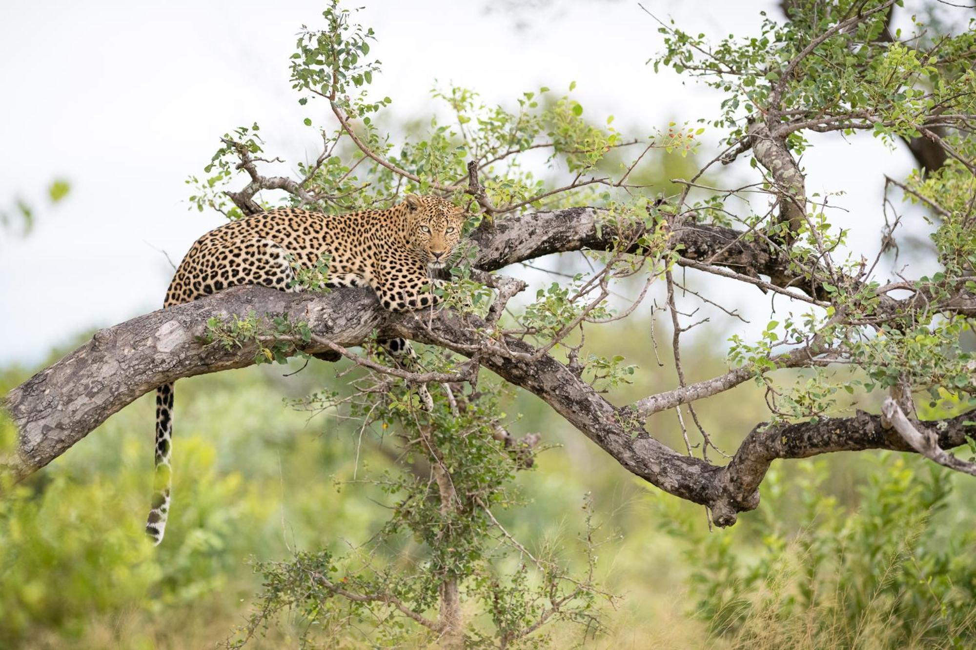 Serondella Safari Lodge Thornybush Game Reserve Eksteriør billede