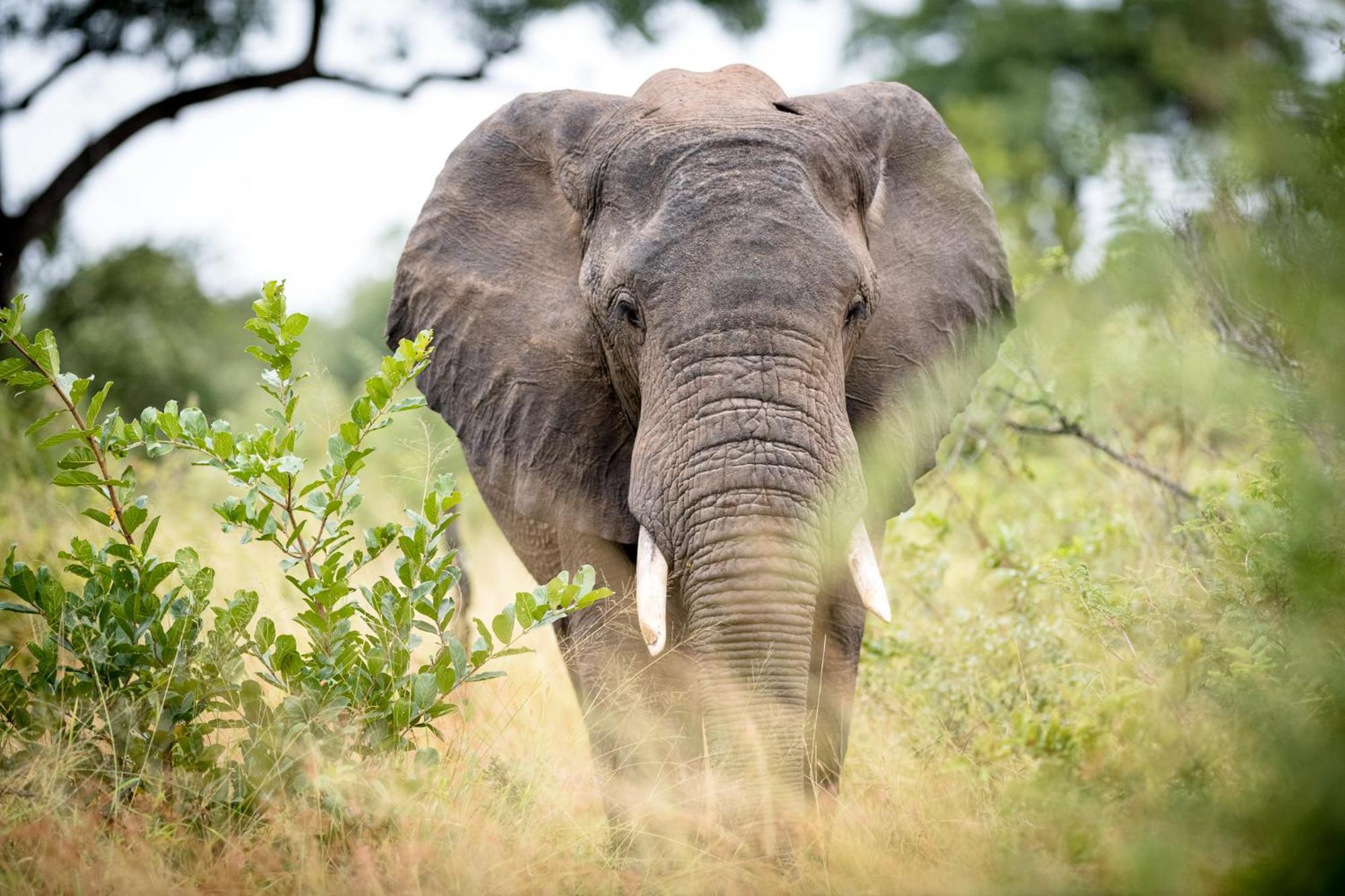 Serondella Safari Lodge Thornybush Game Reserve Eksteriør billede