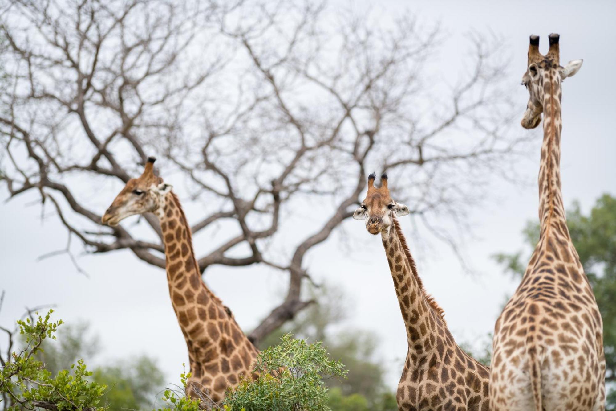 Serondella Safari Lodge Thornybush Game Reserve Eksteriør billede