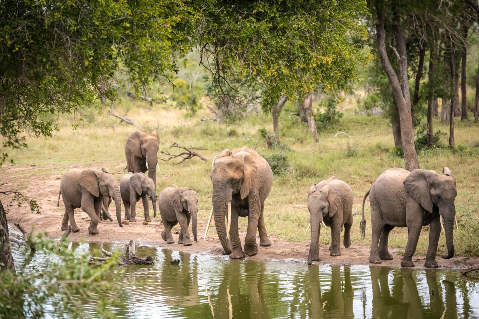 Serondella Safari Lodge Thornybush Game Reserve Eksteriør billede